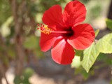 Hibiscus rot 1