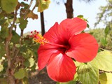 Hibiscus