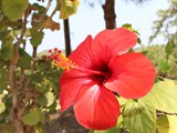 Hibiscus