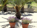 Lavendel und Palmen