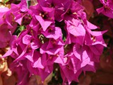 Bougainvillea lila 2