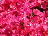 Bougainvillea rot