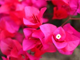 Bougainvillea rot 2