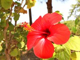 Hibiscus