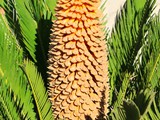Palme Blte